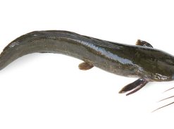Catfish