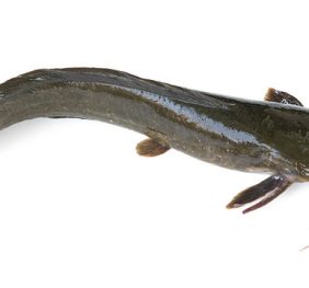 Catfish