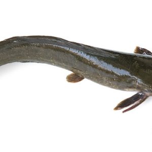 Catfish