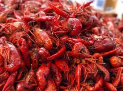 Cray Fish