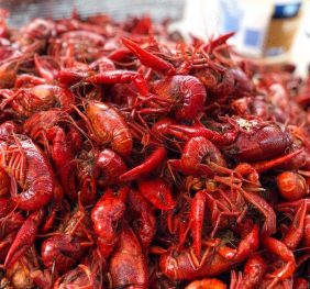 Cray Fish