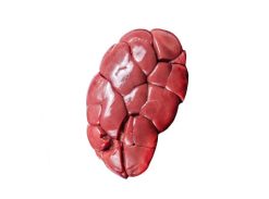 Kidney