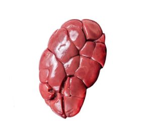 Kidney