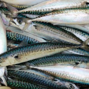 Mackerel