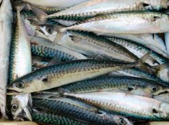 Mackerel