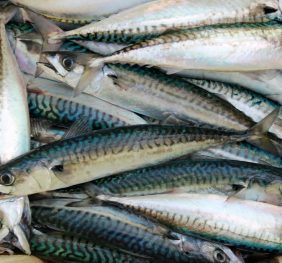 Mackerel