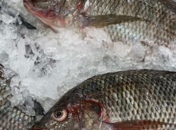 Tilapia Fish