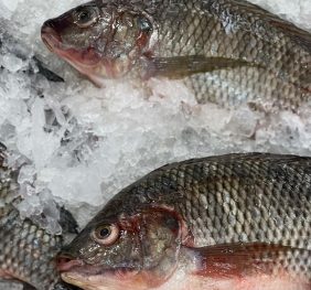 Tilapia Fish