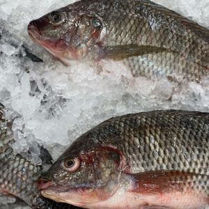 Tilapia Fish